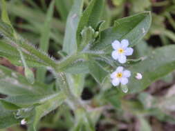 Image of Myosotis welwitschii Boiss. & Reuter