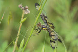 Imagem de Celithemis fasciata Kirby 1889