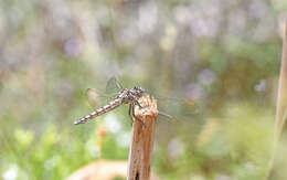 Image of <i>Orthetrum brunneum cycnos</i> Selys 1848