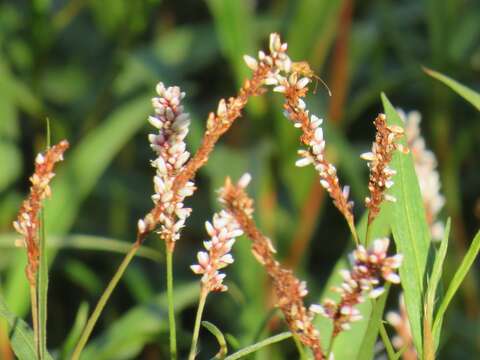 Image of Persicaria madagascariensis (Meisn.) S. Ortiz & J. A. R. Paiva