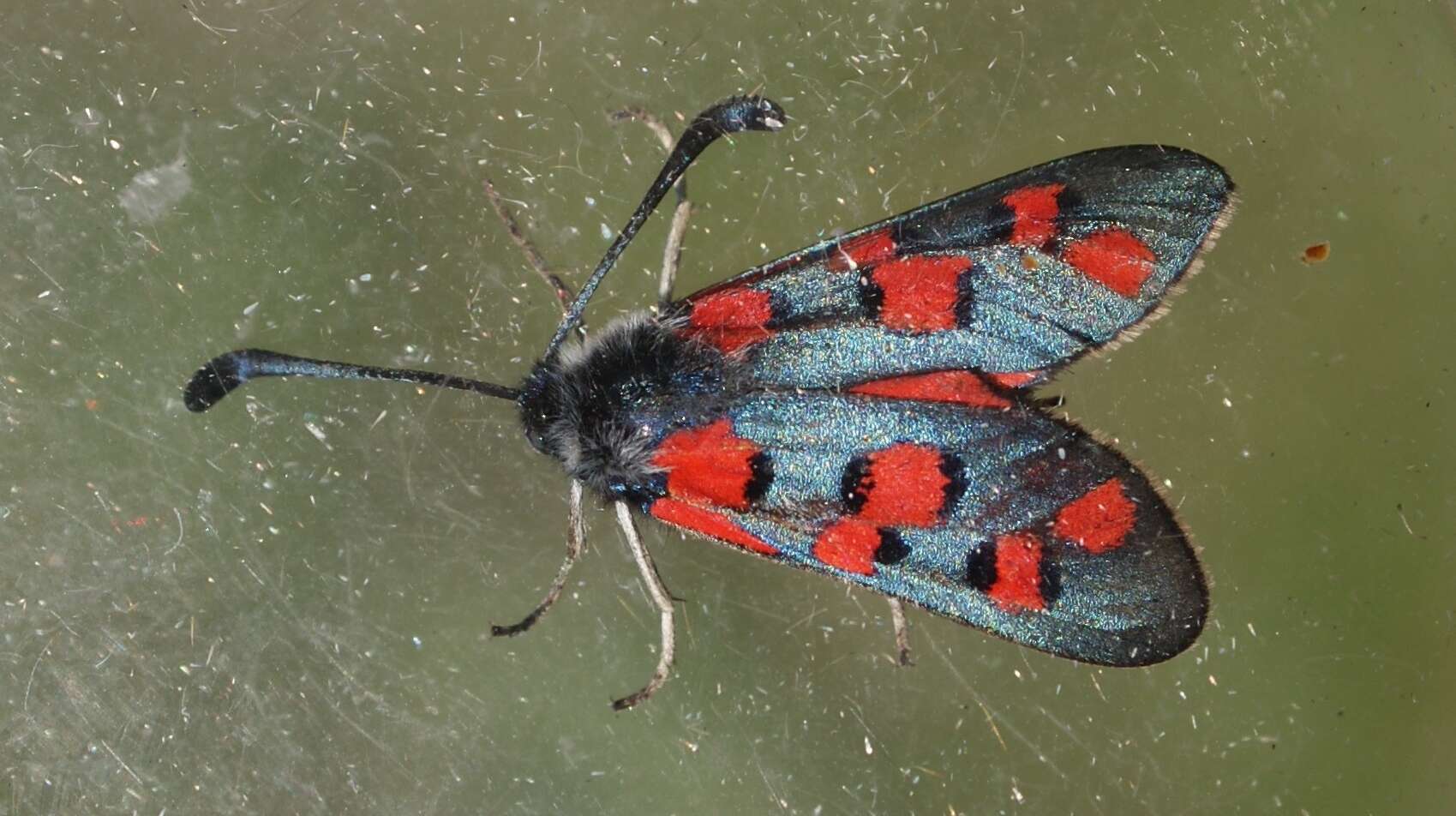 Image of Zygaena rhadamanthus Esper 1793