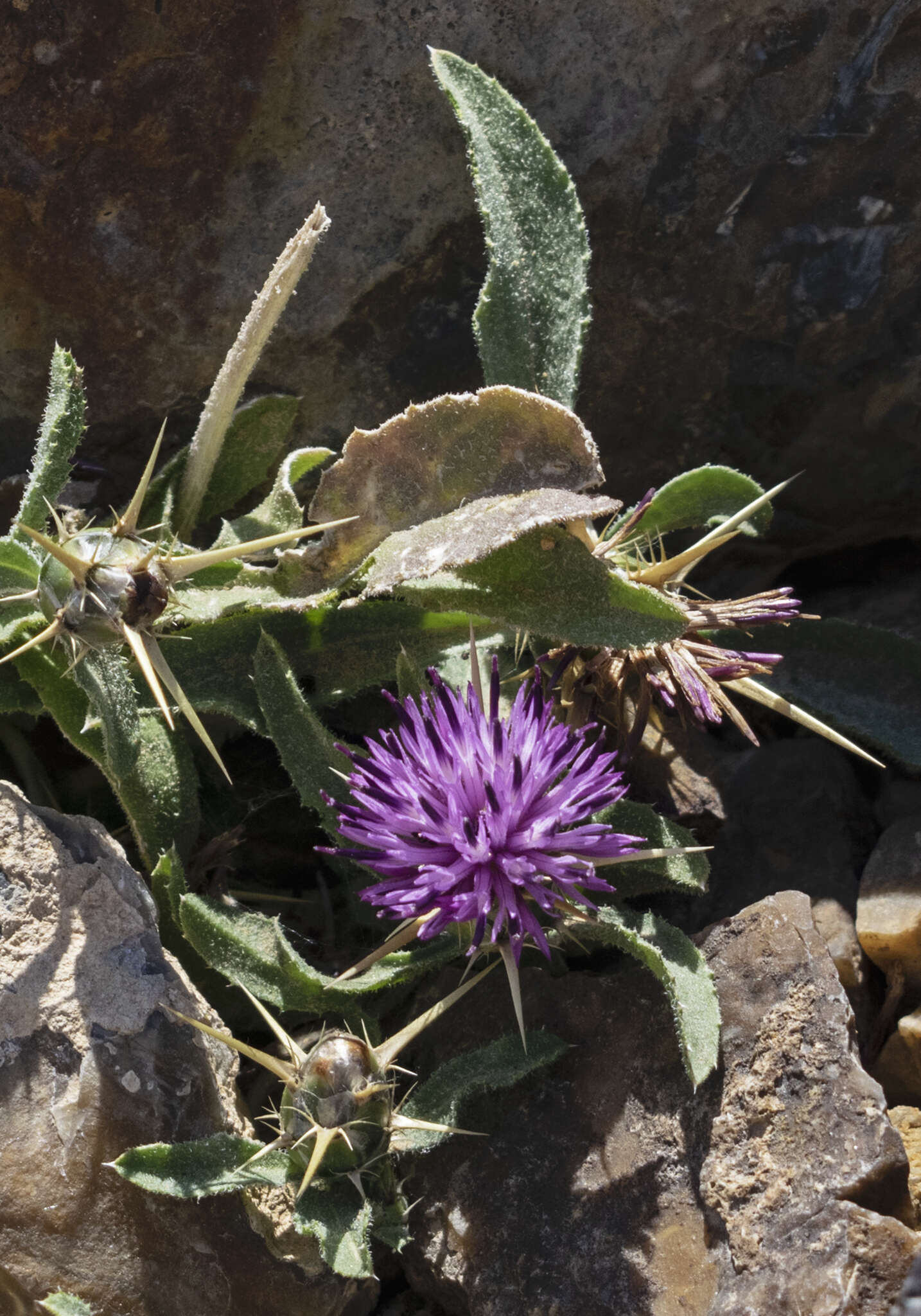 Image de Centaurea hyalolepis Boiss.