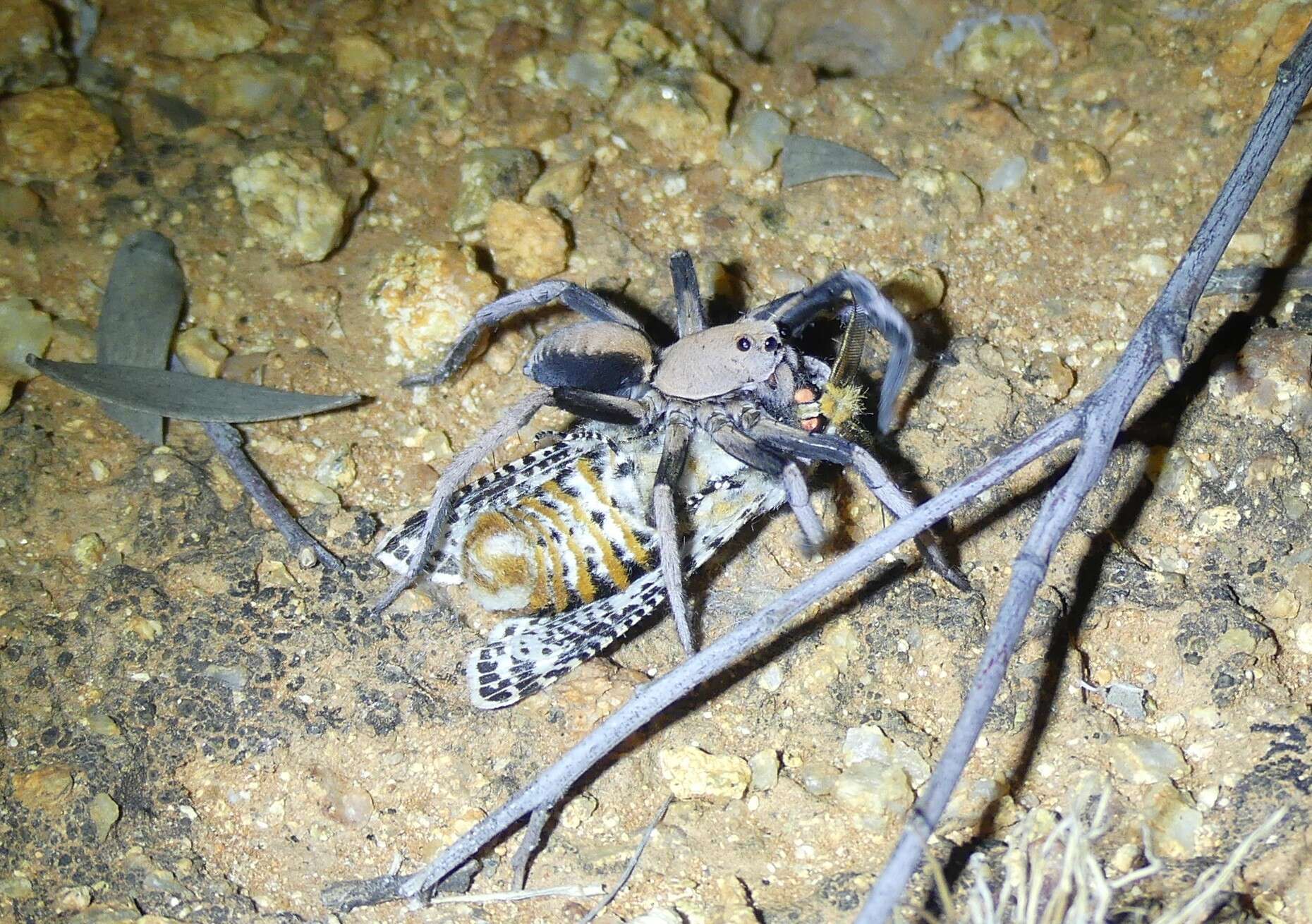 Image of Hoggicosa bicolor (Hogg 1906)