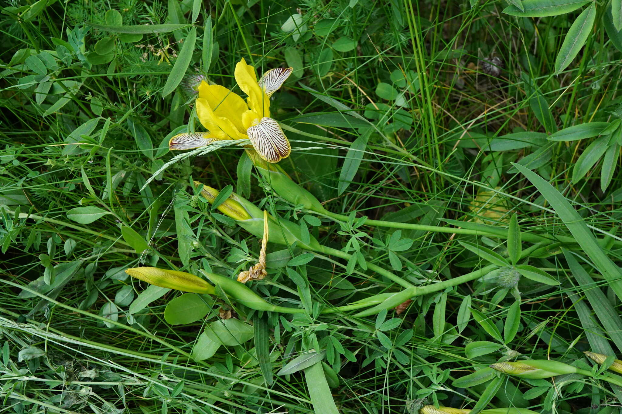 Image of Hungarian iris