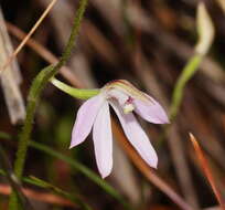 Image of Pink fingers orchid