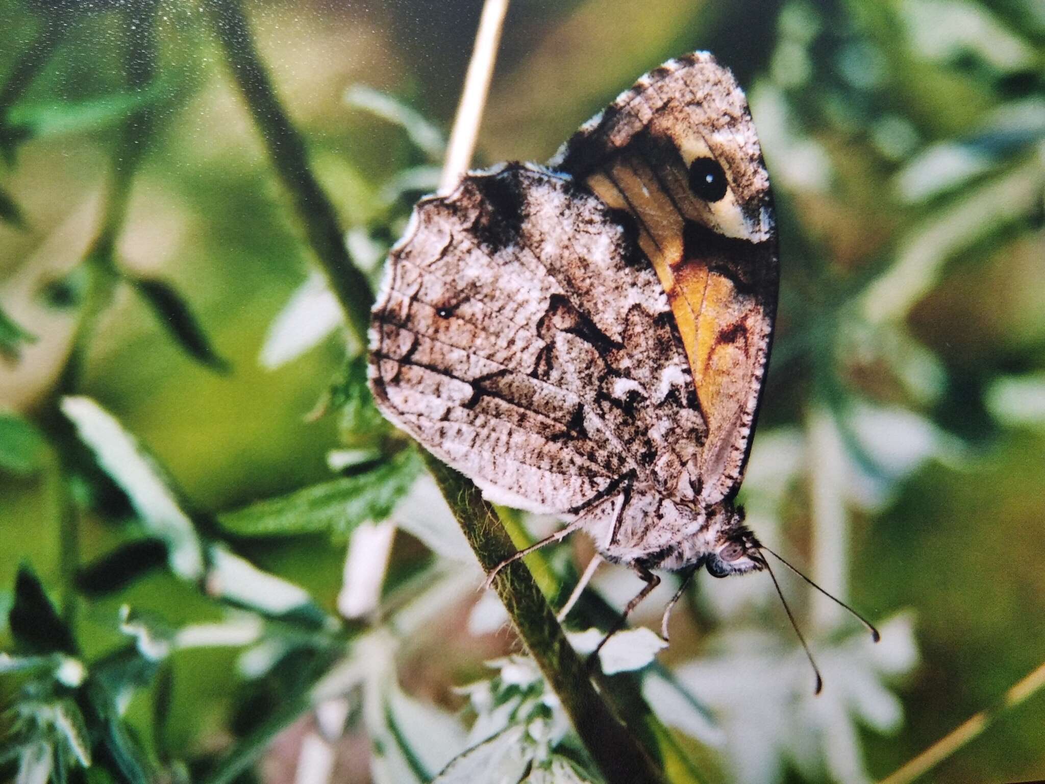 Слика од Hipparchia pellucida Stauder 1924