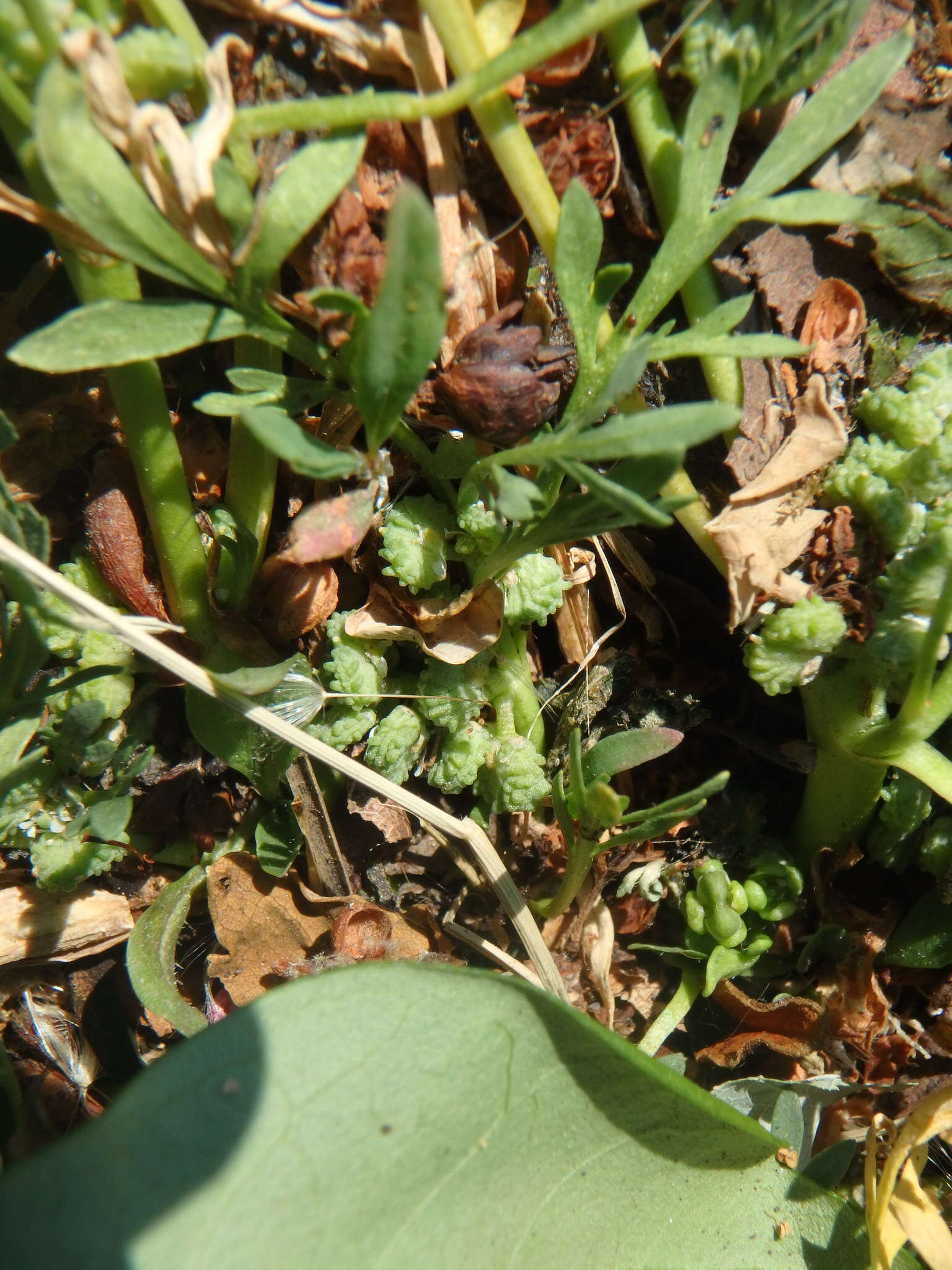 Image of Creeping Watercress