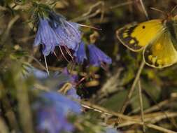 Image of Eastern Pale Clouded Yellow