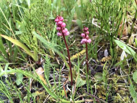 Image of common wintergreen