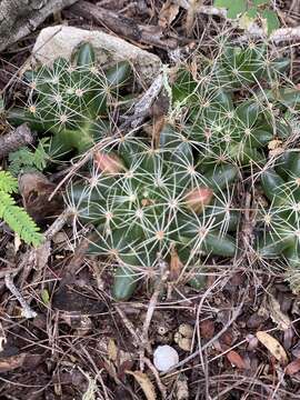 Image of longmamma nipple cactus