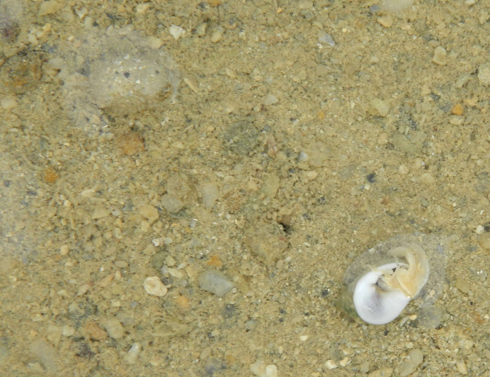 صورة Nassarius globosus (Quoy & Gaimard 1833)