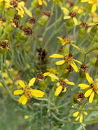 Image of Senecio haygarthii M. R. F. Taylor ex Hilliard