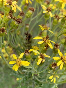 Image of Senecio haygarthii M. R. F. Taylor ex Hilliard