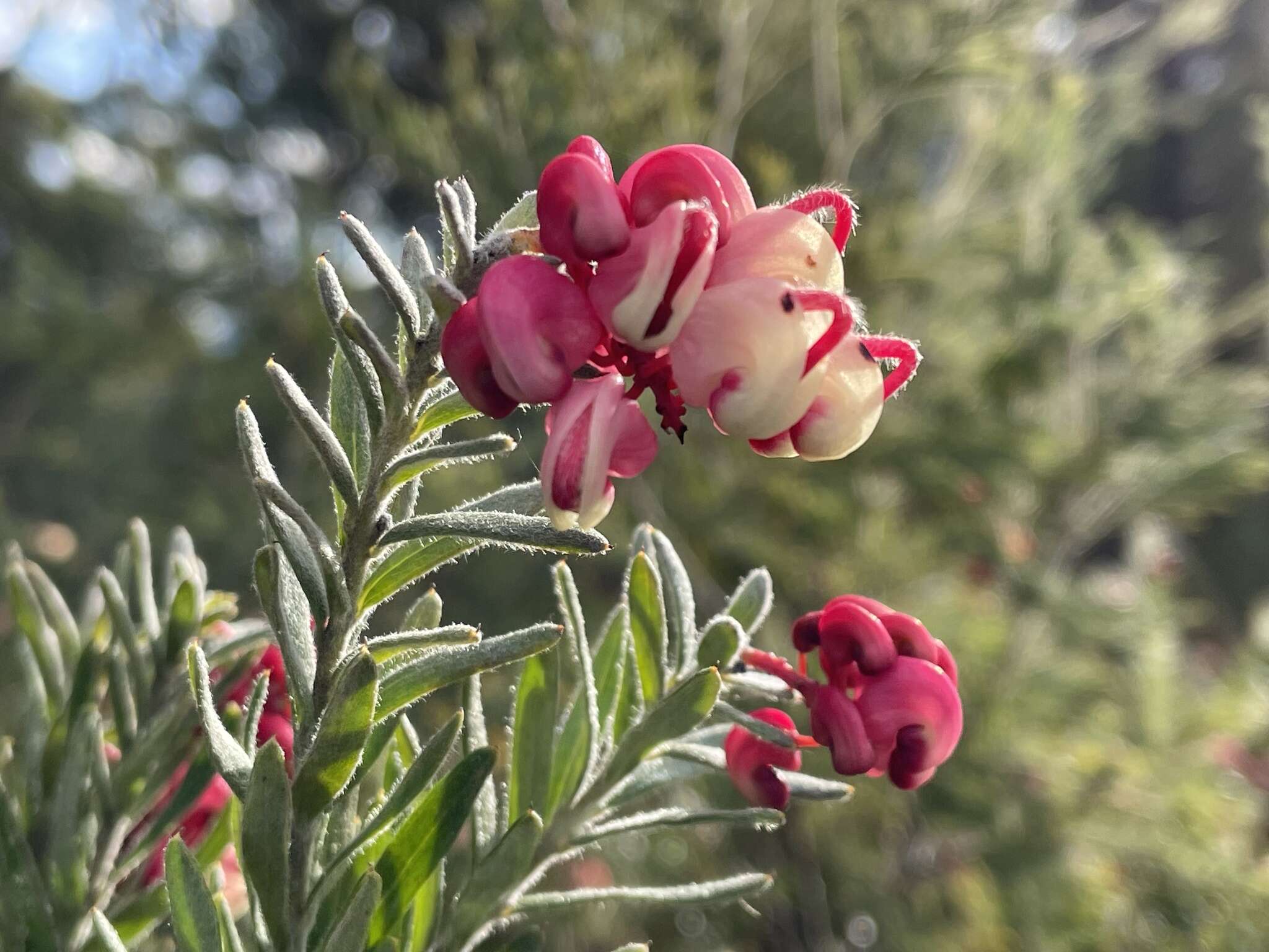 Image of Grevillea lanigera A. Cunn. ex R. Br.