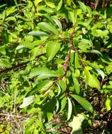 Image of Salix taraikensis Kimura