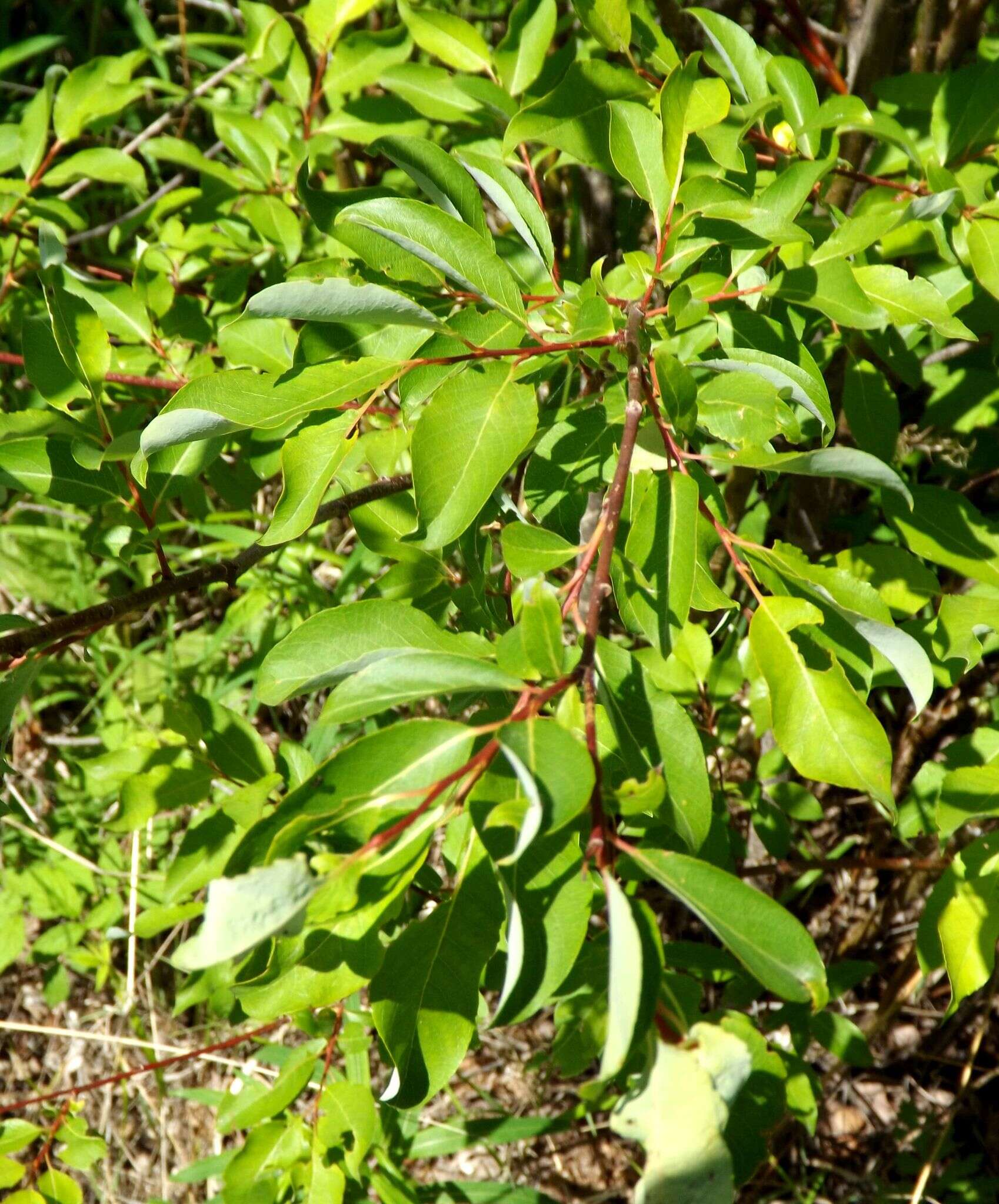 Image of Salix taraikensis Kimura