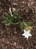 Image of tropical Mexican clover