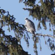 Image of Gyr Falcon