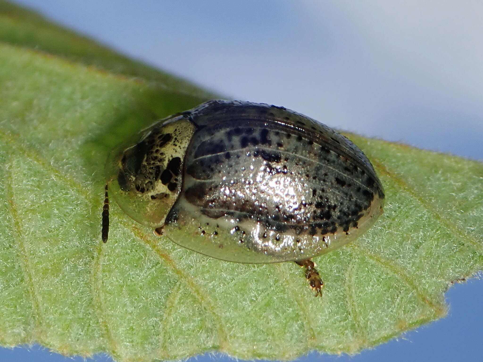 Слика од Physonota alutacea Boheman 1854