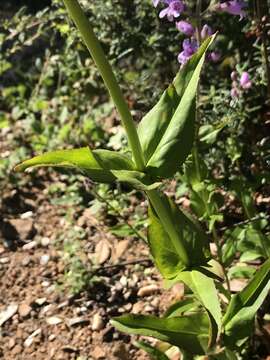 Image of Santa Cruz Mountains beardtongue