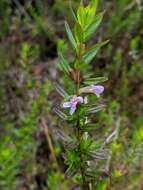 Image de Lythrum maritimum Kunth