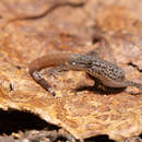 Image of Sphaerodactylus poindexteri Mccranie & Hedges 2013