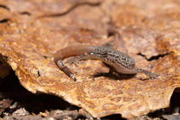 Image of Sphaerodactylus poindexteri Mccranie & Hedges 2013