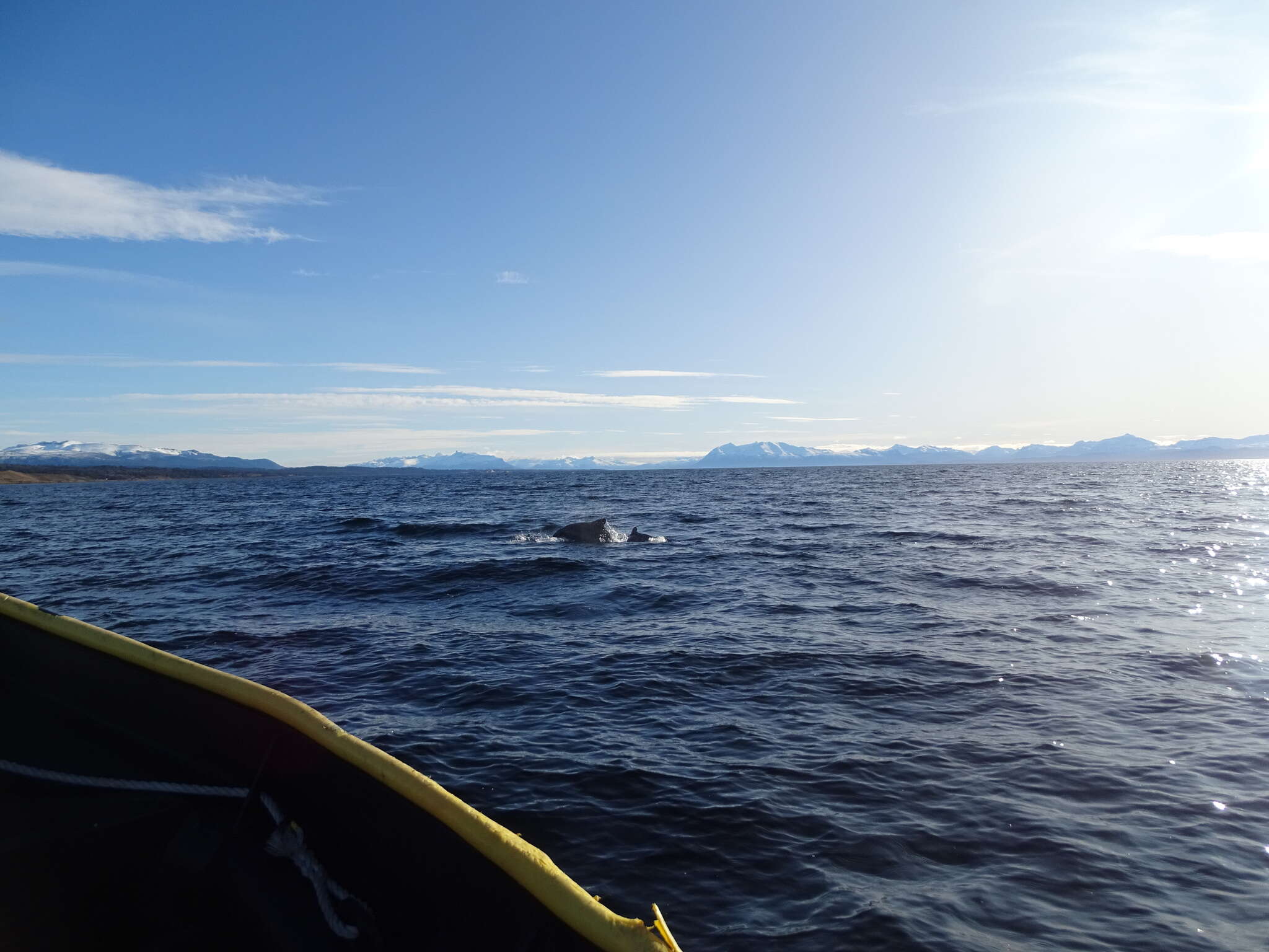 Image of Black Chilean Dolphin