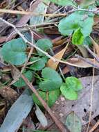 Imagem de Hydrocotyle jacksonii M. Hiroe