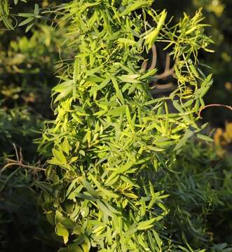 Image of Asparagus volubilis (L. fil.) Thunb.