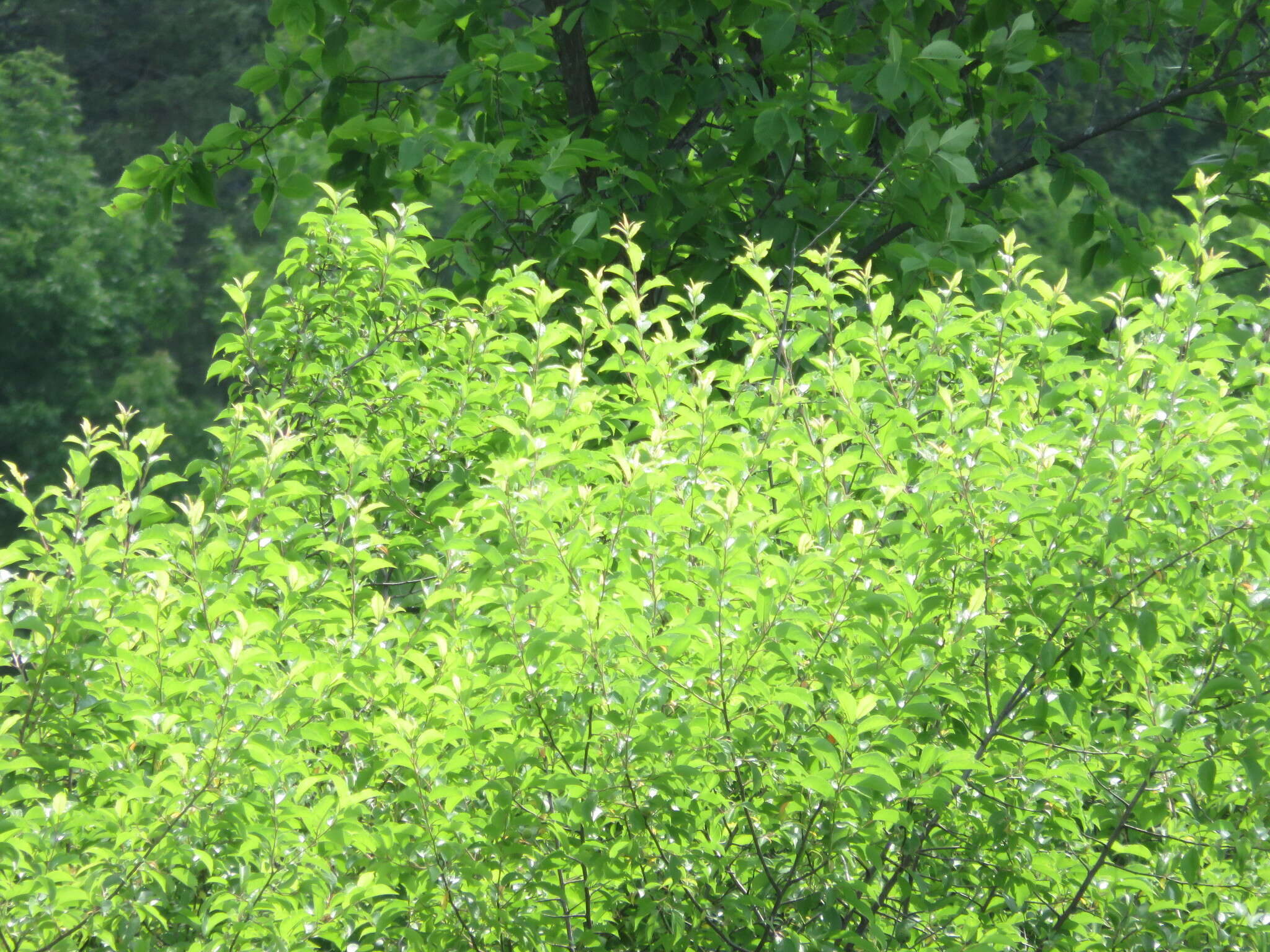 Image of Canadian plum