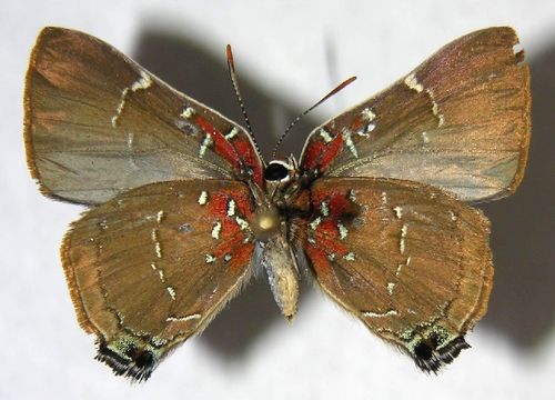 539.mhcya 06 srnp 36928 dhj362333 1365545956 jpg.580x360