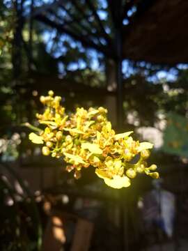 Image of Trichocentrum ascendens (Lindl.) M. W. Chase & N. H. Williams