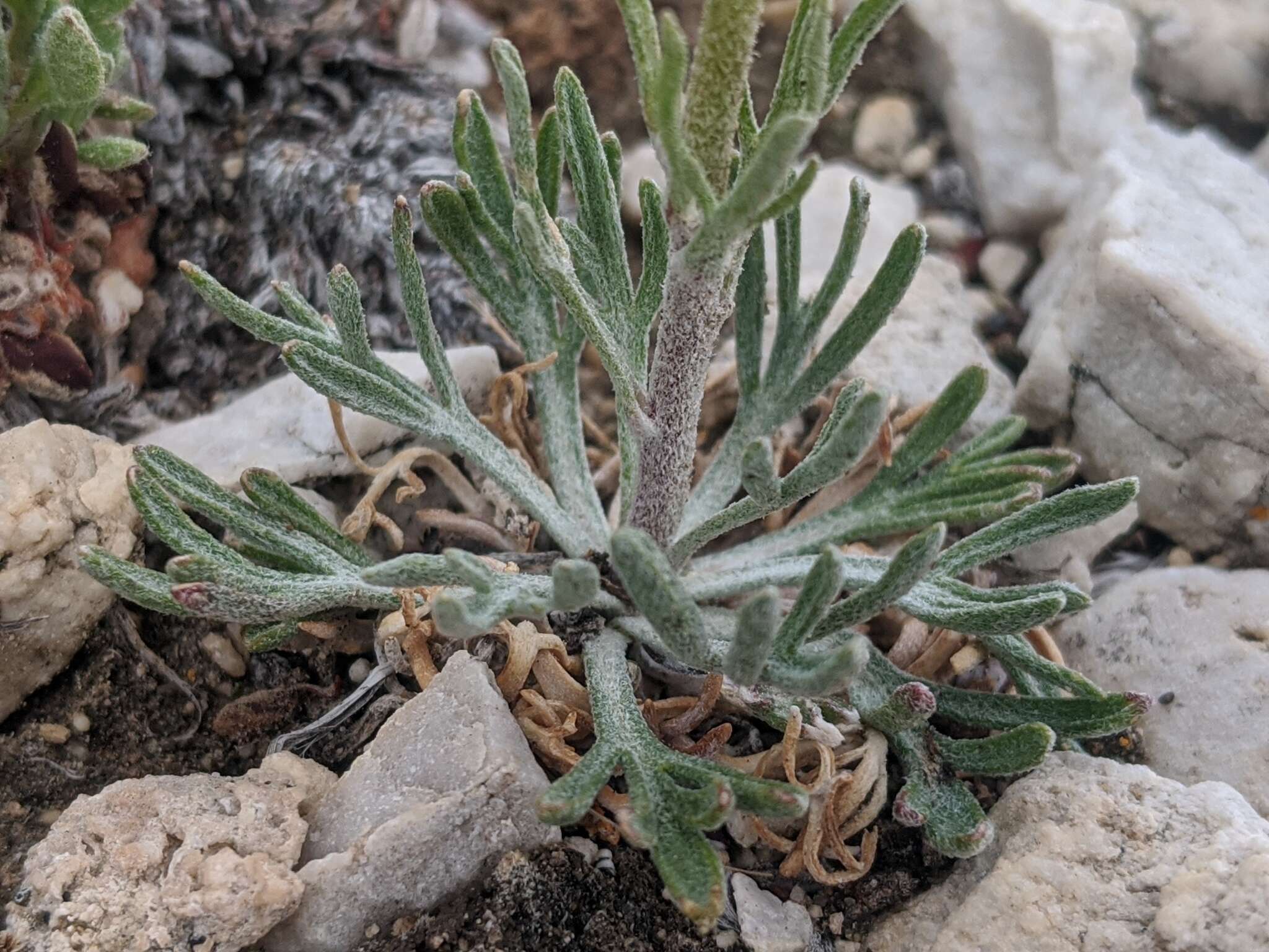 Image of Cooper's rubberweed