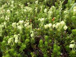 Image of Yellow Mountain-Heath