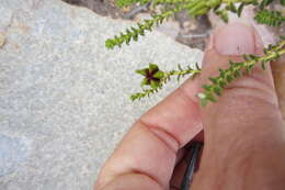 Image of Diosma recurva Cham