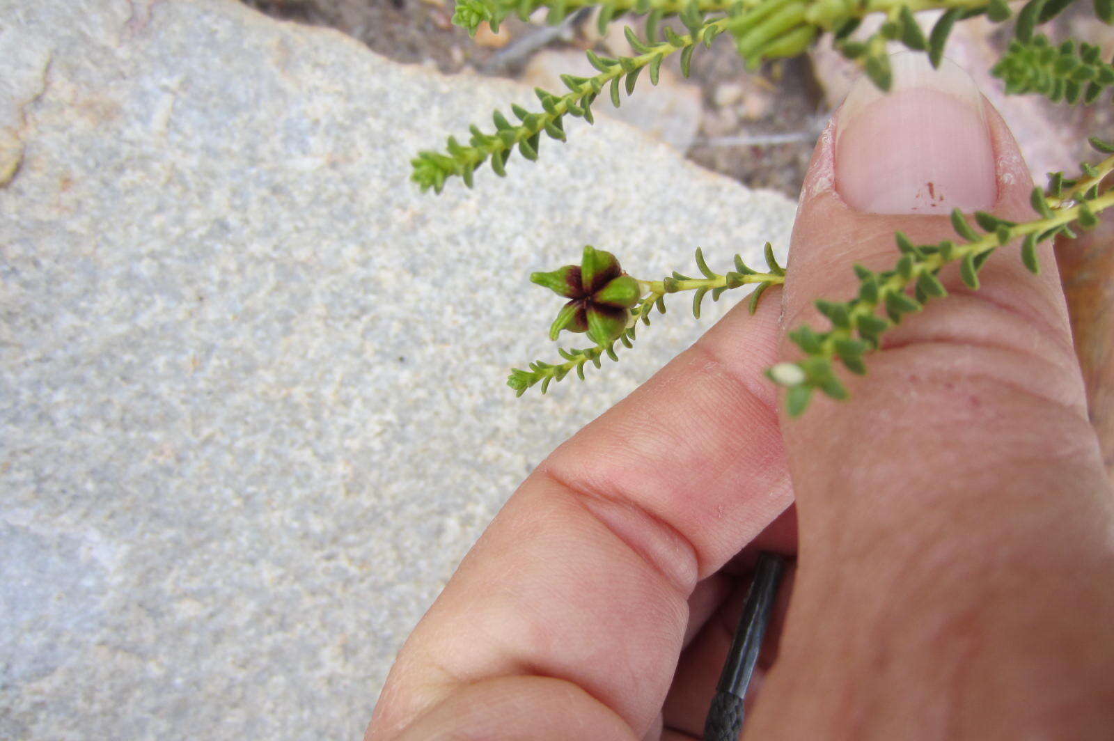 Image of Diosma recurva Cham