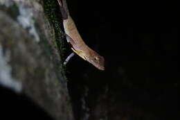 Image of Anolis osa Köhler, Dehling & Köhler 2010