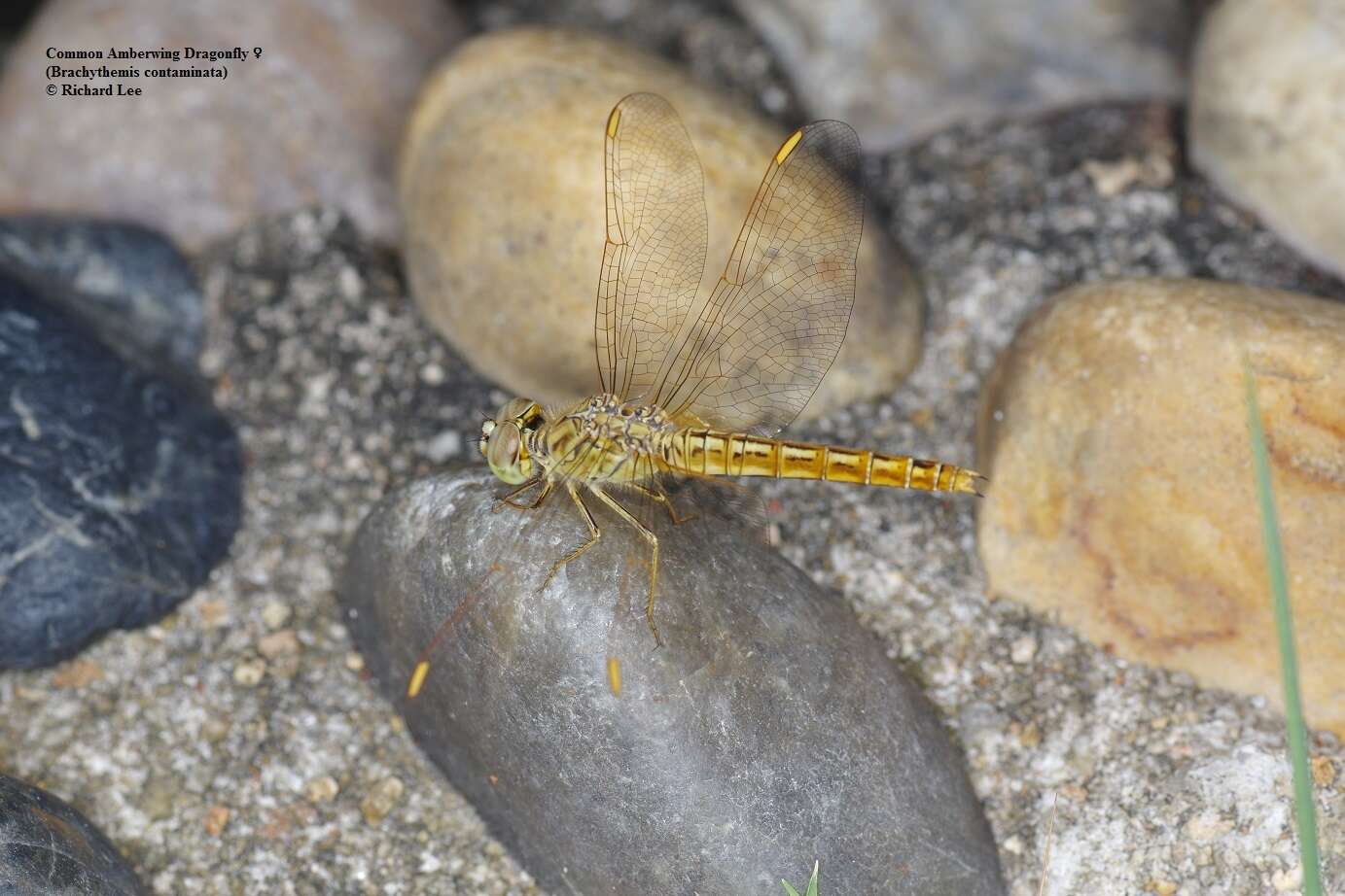 Image of Ditch Jewel