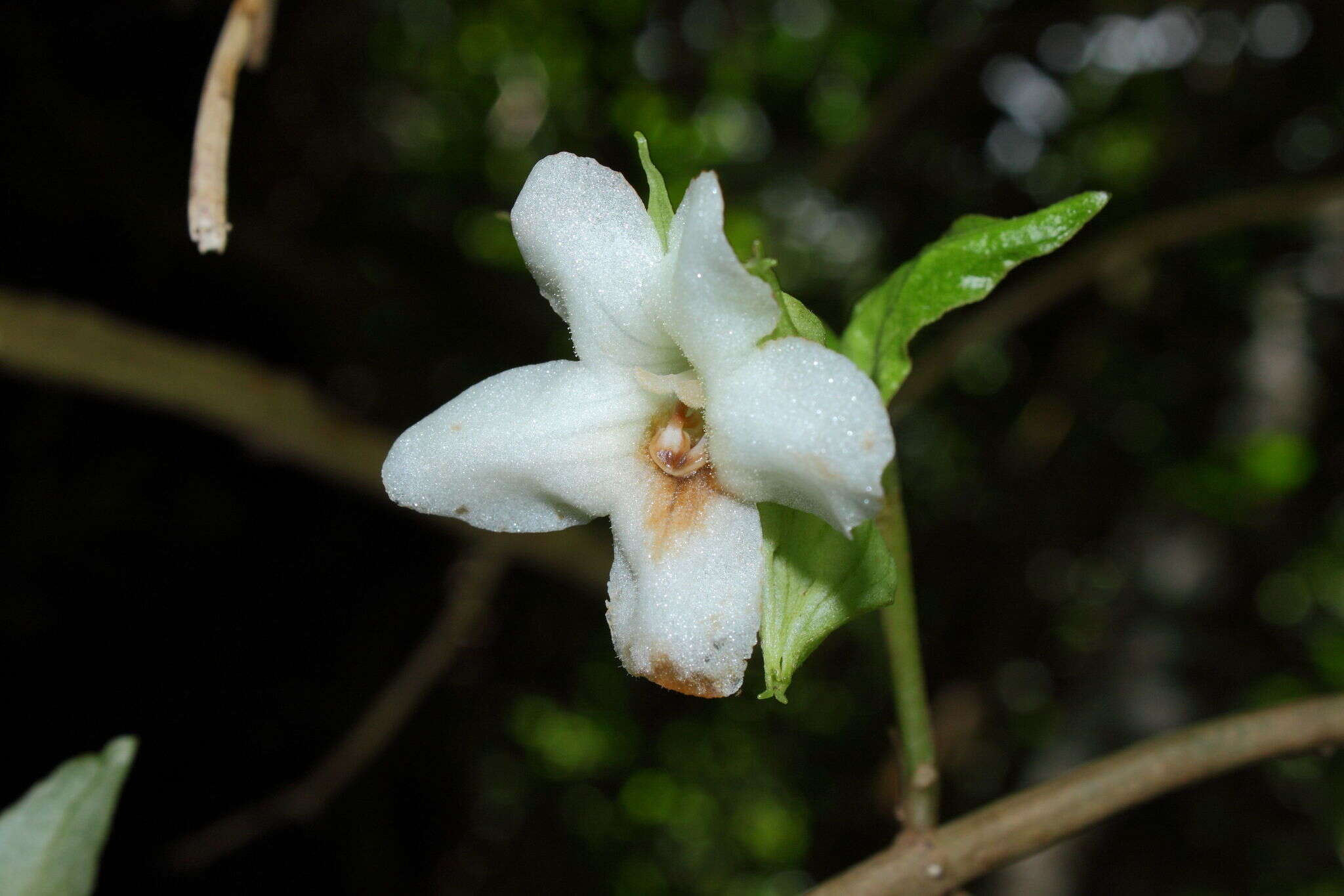 Image of largeflower cyrtandra