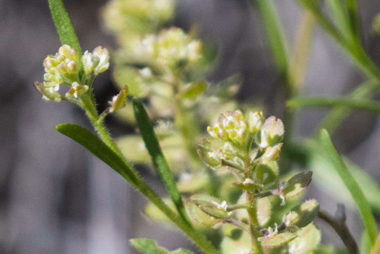 Image of shaggyfruit pepperweed