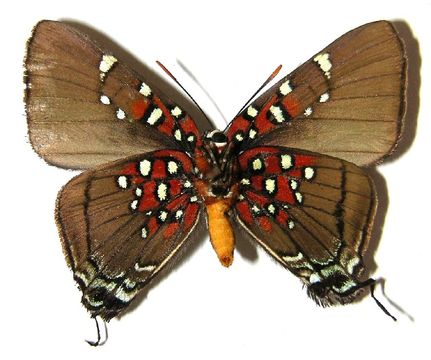 539.mhcya 83 srnp 907 dhj363017 1365545970 jpg.580x360