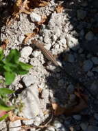 Image of Balkan Wall Lizard