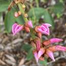 Plancia ëd Cleobulia coccinea