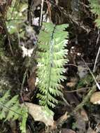 Image of Hymenophyllum pectinatum Cav.