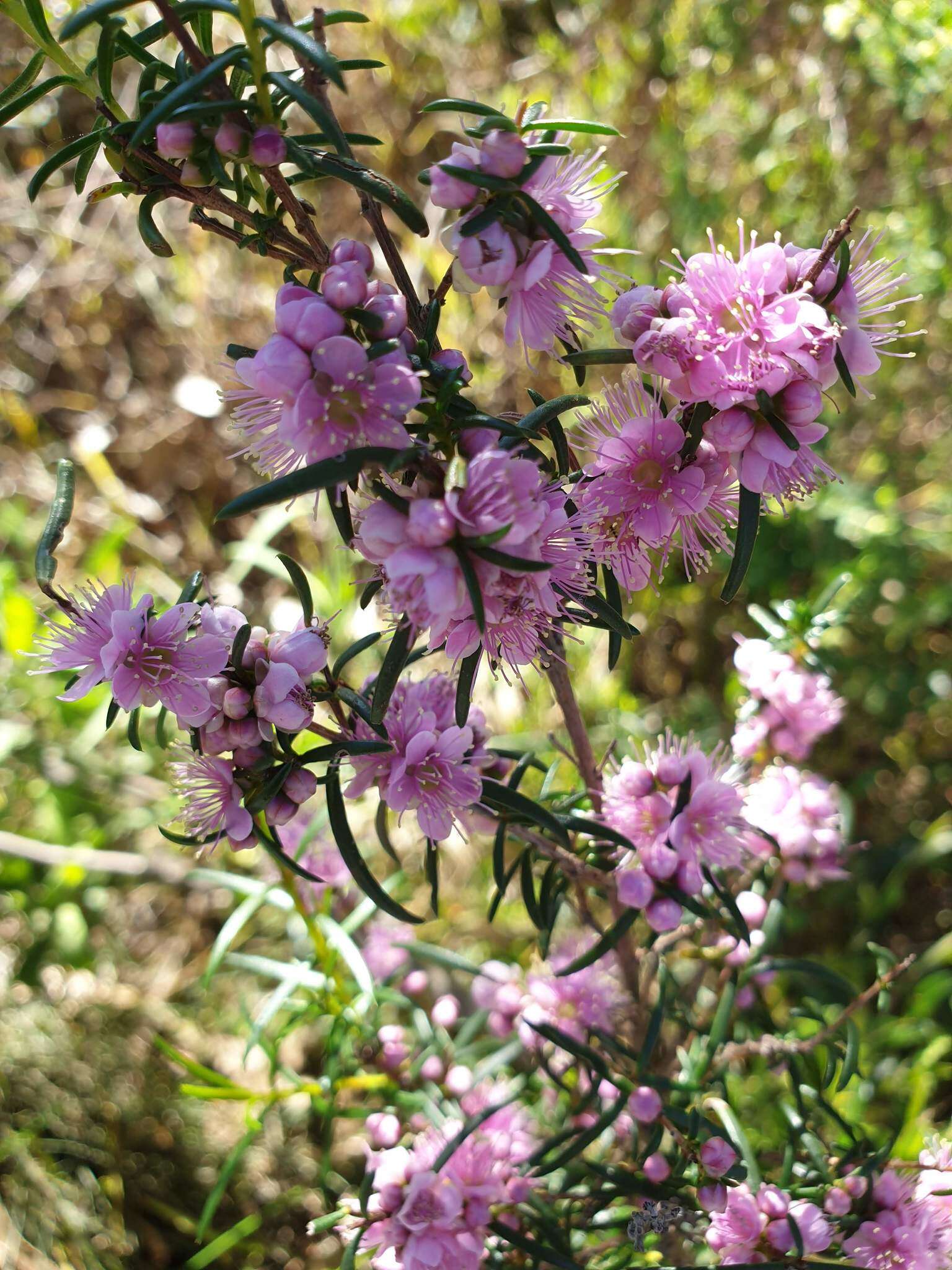 Sivun Hypocalymma robustum (Endl.) Lindl. kuva