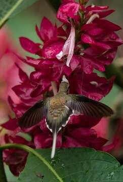 Image of Long-tailed Hermit