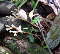 Image of parasitic ghostplant