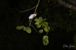 Image of Common Paradise Kingfisher