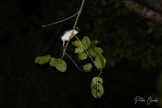 Image of Common Paradise Kingfisher